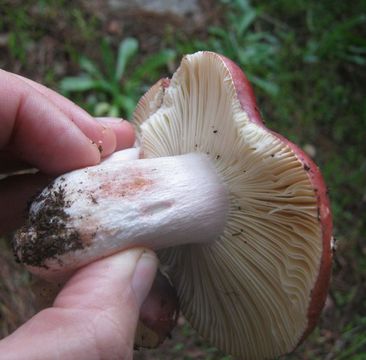 Sivun Russula torulosa Bres. 1929 kuva