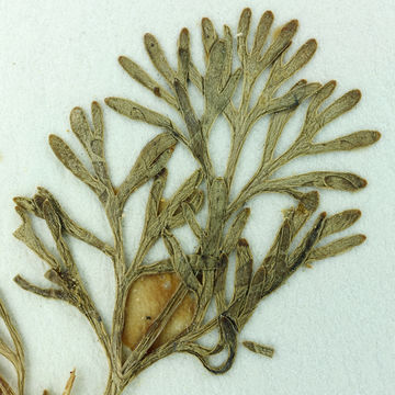 Image of <i>Ammoselinum giganteum</i>