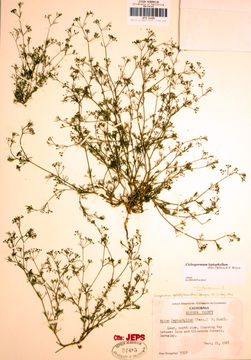 Imagem de Cyclospermum leptophyllum (Pers.) Sprague