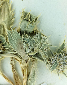 Eryngium alismifolium Greene resmi