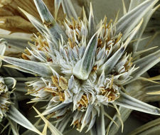 Eryngium alismifolium Greene resmi