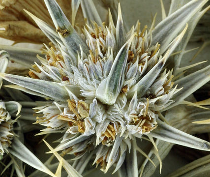 Image de Eryngium alismifolium Greene