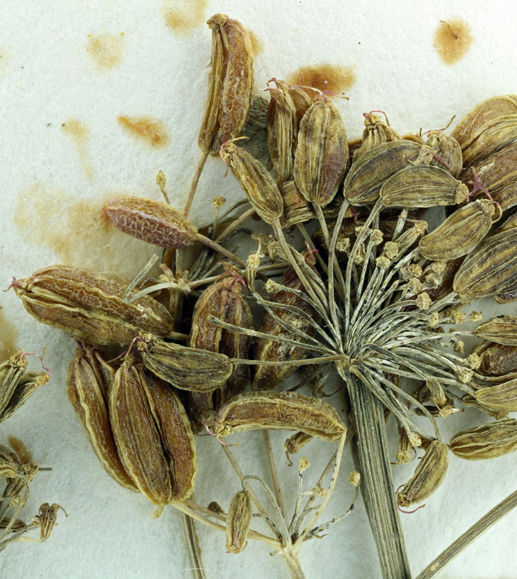 Ligusticum californicum Coult. & Rose resmi