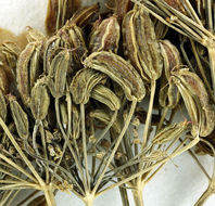 Image of California licorice-root