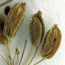 Image of California licorice-root