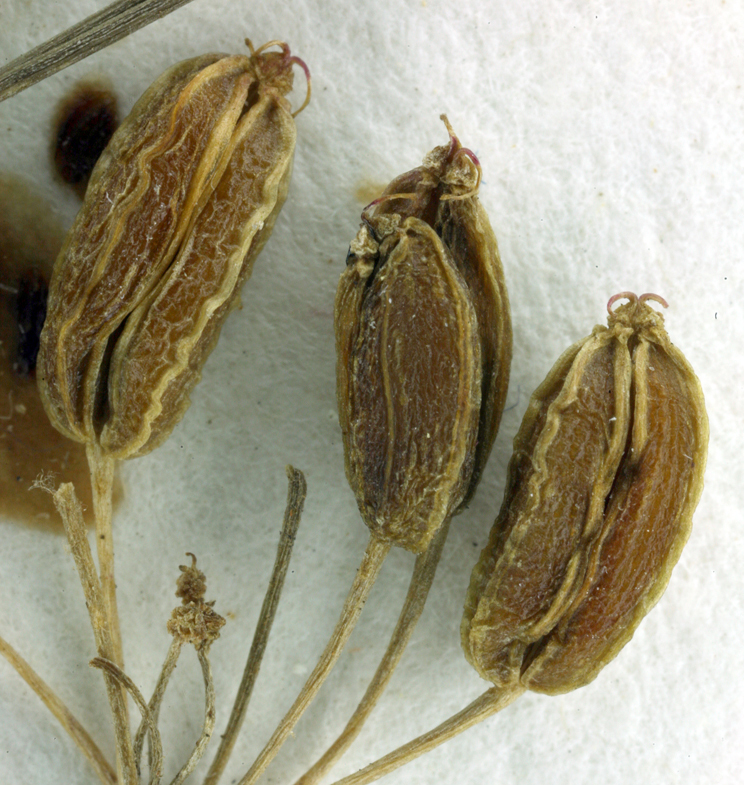 Image of California licorice-root