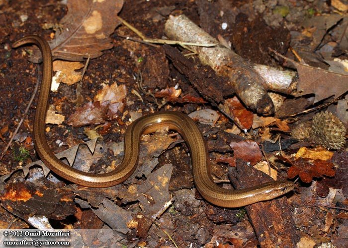 Image of Slow Worm