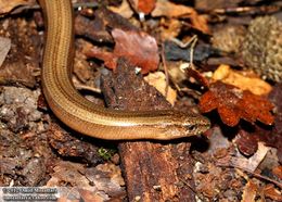 Image of Slow Worm