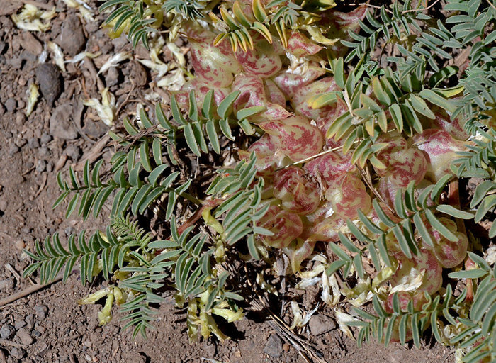 Astragalus lentiginosus var. ineptus (A. Gray) M. E. Jones的圖片