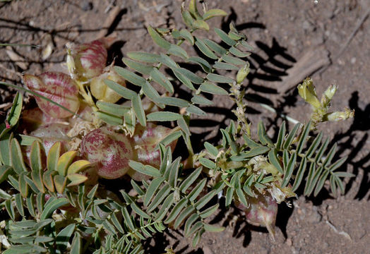 Image of freckled milkvetch