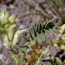 Astragalus lentiginosus var. ineptus (A. Gray) M. E. Jones的圖片