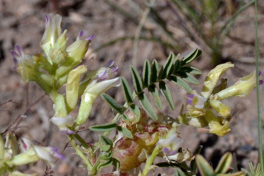 Image of freckled milkvetch