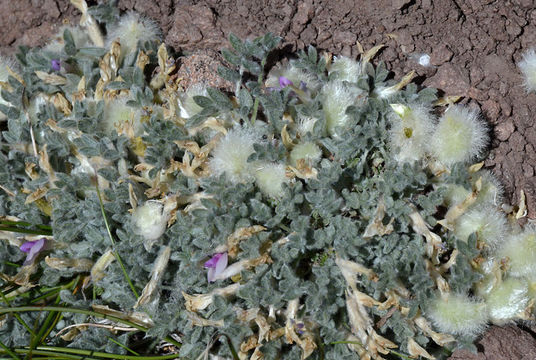 Image de Astragalus purshii var. lectulus (S. Wats.) M. E. Jones