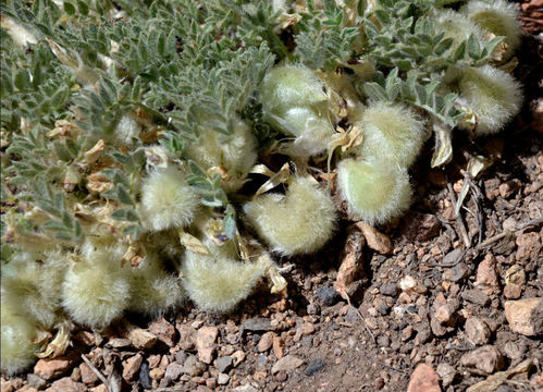 Plancia ëd Astragalus purshii var. tinctus M. E. Jones