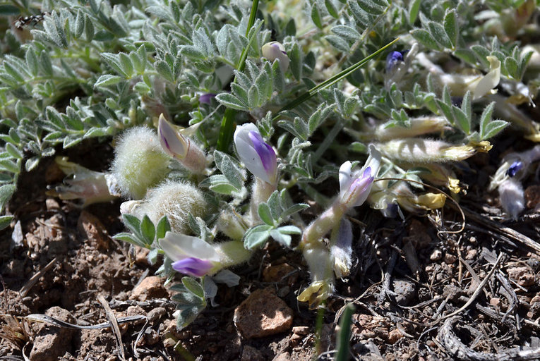 Image of woollypod milkvetch