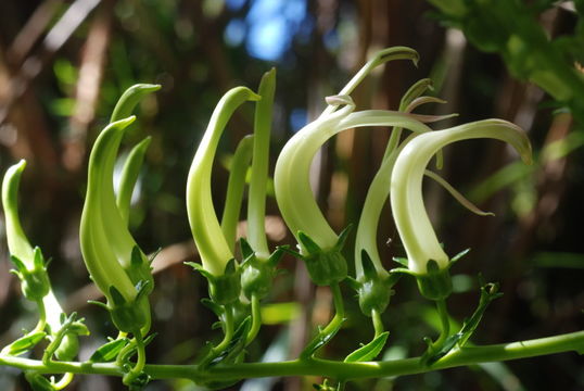 Слика од Trematolobelia grandifolia (Rock) O. Deg.