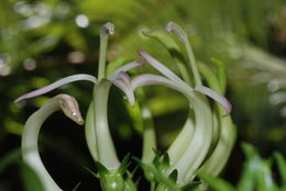 Image of Large-Flower False Lobelia