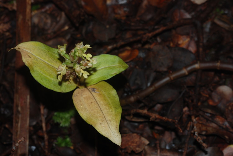 Image de Anoectochilus sandvicensis Lindl.