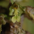 Image of Hawaii Jeweled Orchid