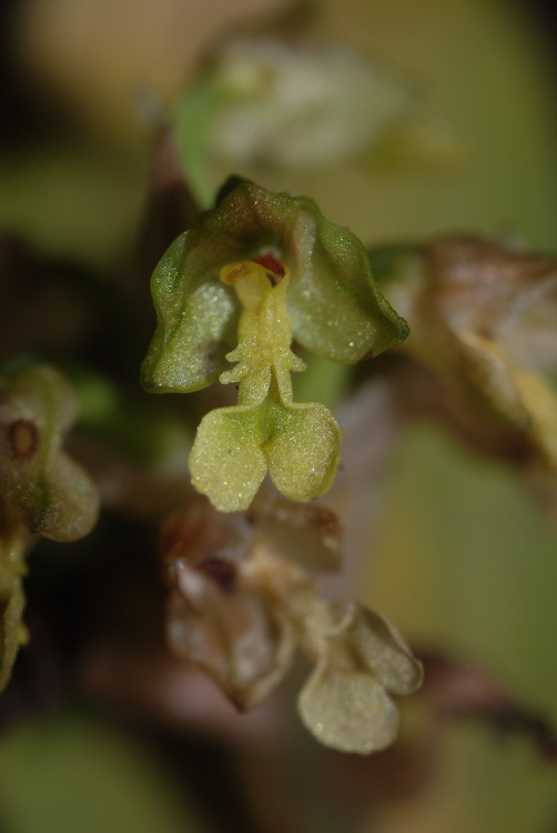 Image de Anoectochilus sandvicensis Lindl.