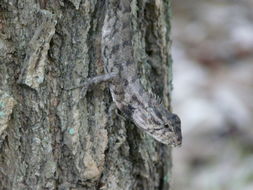 Image of Changeable lizard