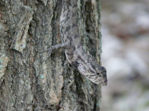 Image of Changeable lizard