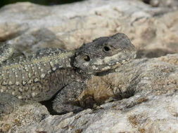 Image of Roughtail Rock Agama