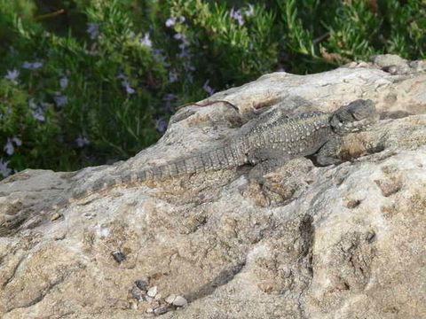 Image of Roughtail Rock Agama