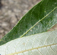 Salix lasiolepis Benth. resmi