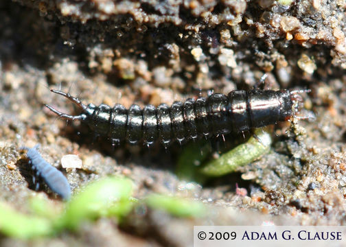 Image of Delta Green Ground Beetle