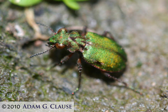 Image of Delta Green Ground Beetle