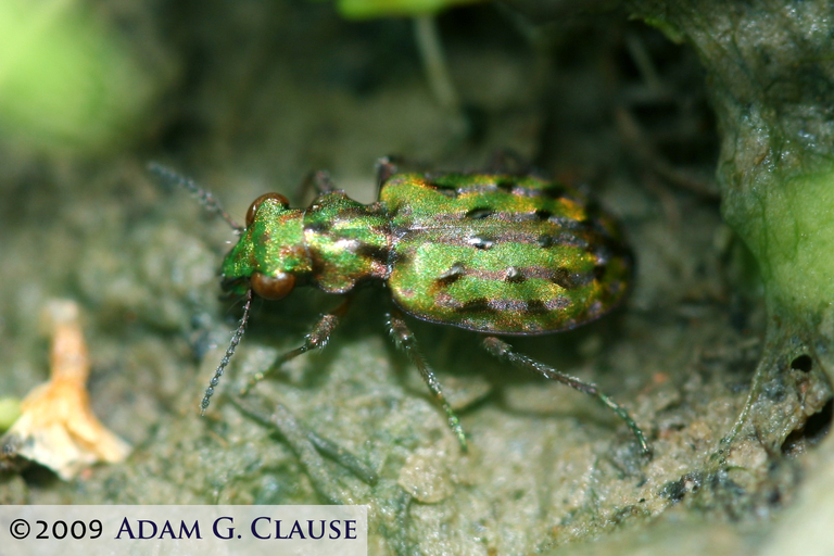 Слика од Elaphrus (Elaphrus) viridis G. Horn 1878