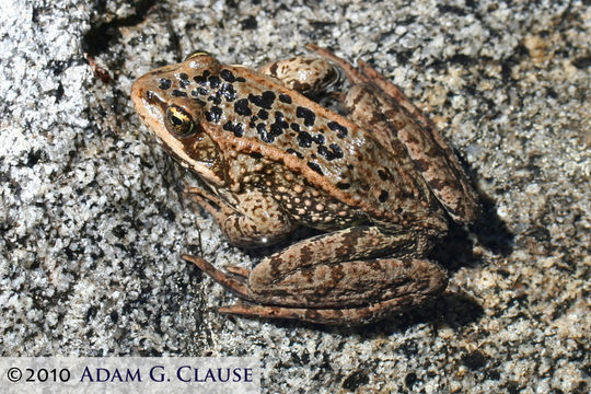 Image of Cascades Frog