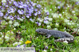 Image of California Tiger Salamander