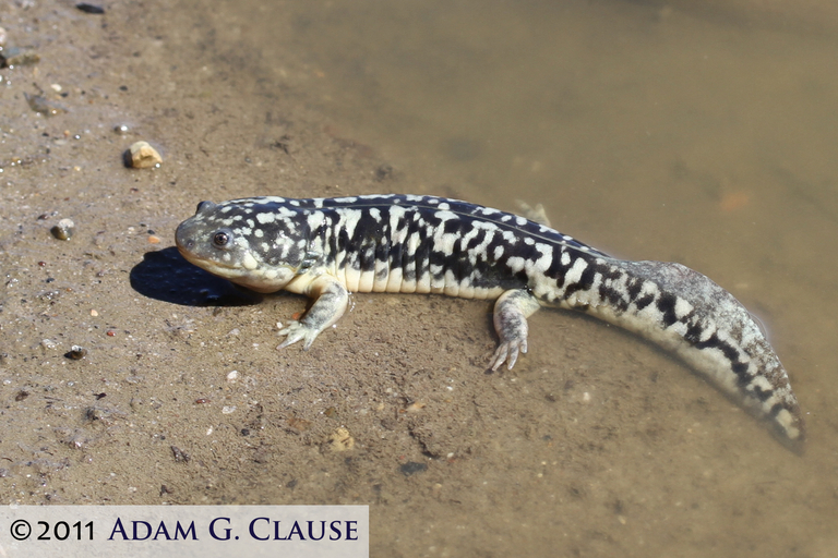 Image of California Tiger Salamander