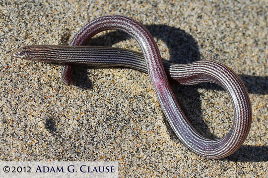 Image of Baja California Legless Lizard