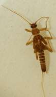 Image of Brachyptera