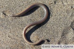 Image of Baja California Legless Lizard