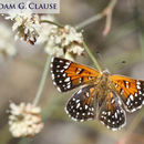 Image of Mormon Metalmark