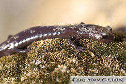 Image of Inyo Mountains Salamander