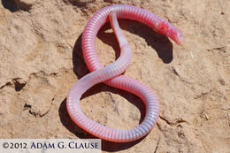 Image of Mexican mole lizard