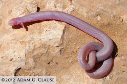 Image of Mexican mole lizard