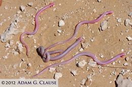 Image of Mexican mole lizard