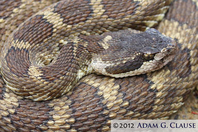 Image of Crotalus oreganus oreganus Holbrook 1840