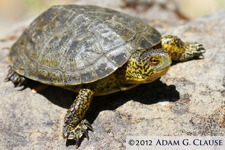 Image of Pacific pond turtle