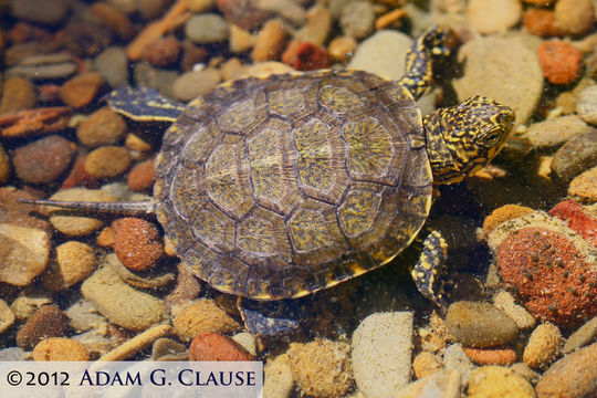 Image of Pacific pond turtle