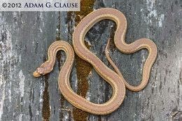 Pituophis catenifer catenifer (Blainville 1835)的圖片