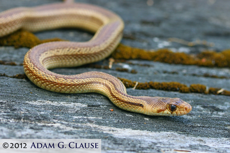 Pituophis catenifer catenifer (Blainville 1835)的圖片