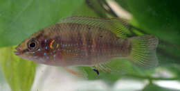 Image of Jewel cichlid