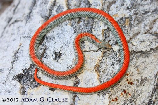 Image of Ground Snake